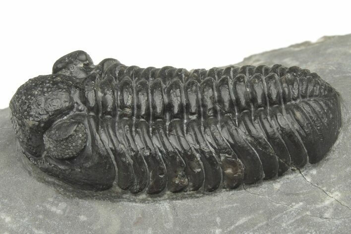 Phacopid (Adrisiops) Trilobite - Jbel Oudriss, Morocco #222399